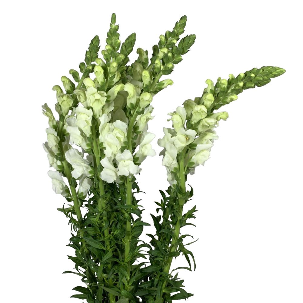 Snapdragon - White