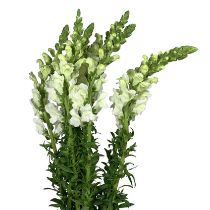 Snapdragon - White
