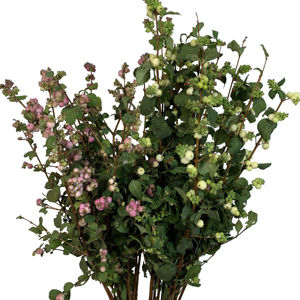 Snowberry