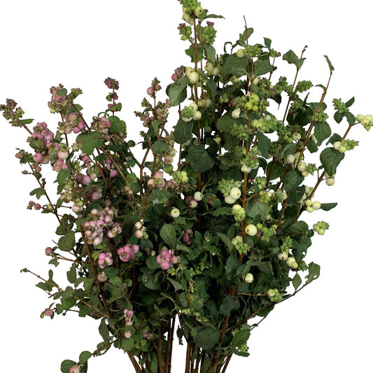 Snowberry