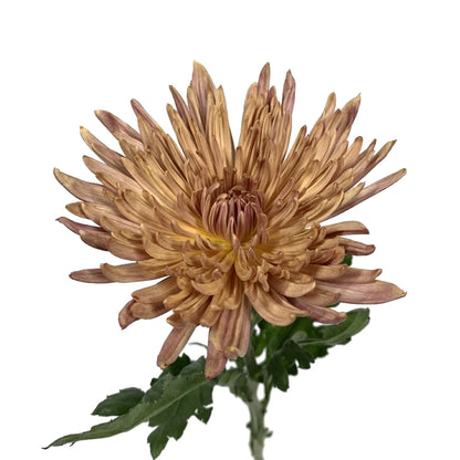 Spider Disbud - Bronze