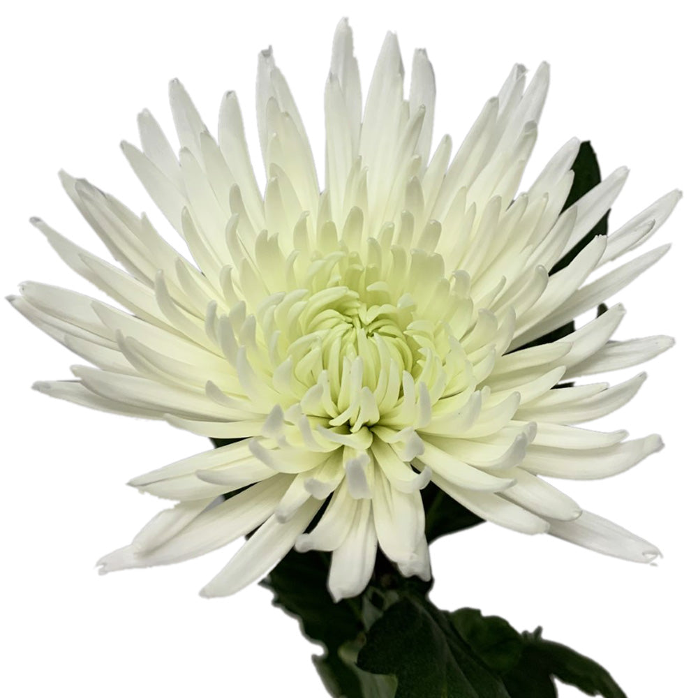 Spider Disbud - White