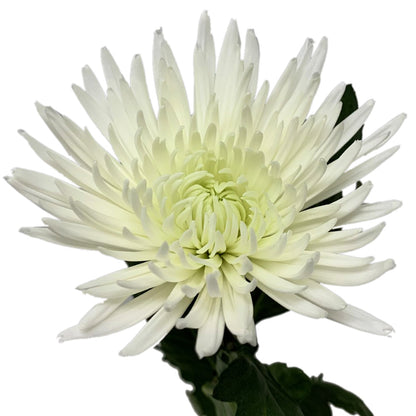 Spider Disbud - White