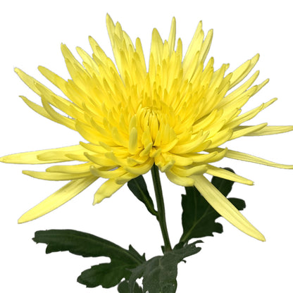 Spider Disbud - Yellow