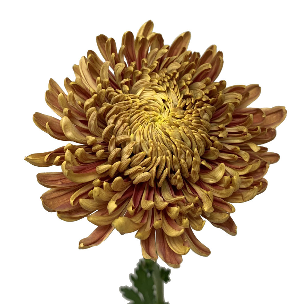 Standard Disbud - Resouci