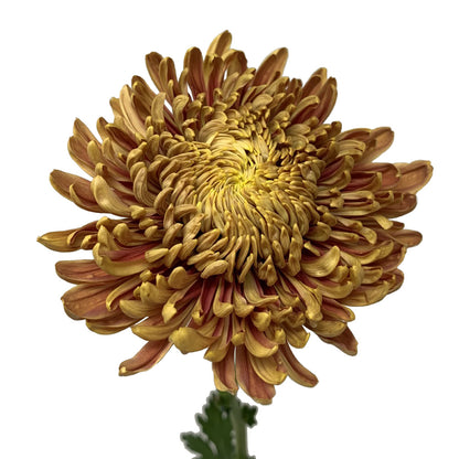 Standard Disbud - Resouci