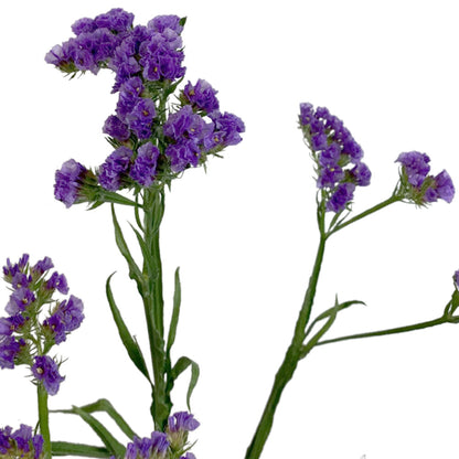 Statice - Lavender