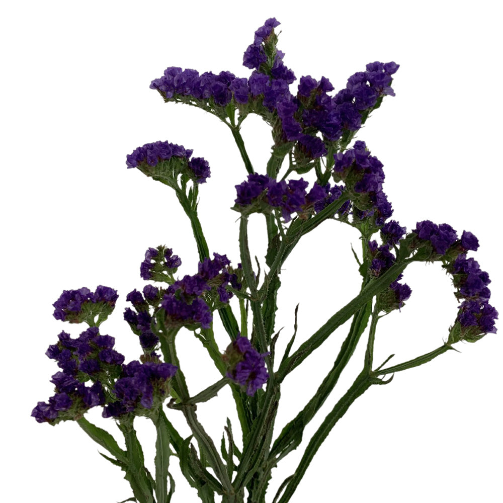 Statice - Purple