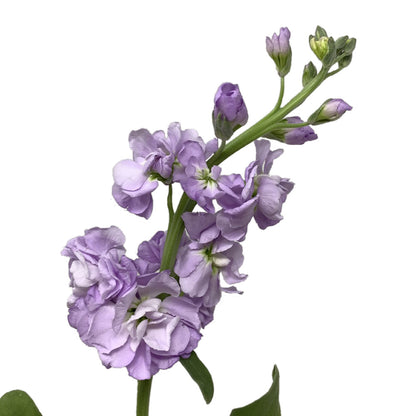 Stock - Lavender