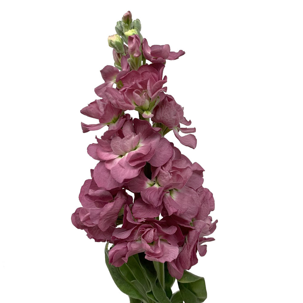 Stock - Mauve