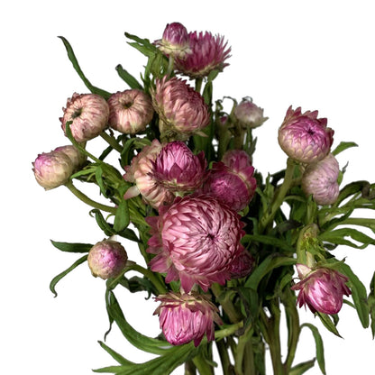 Strawflower