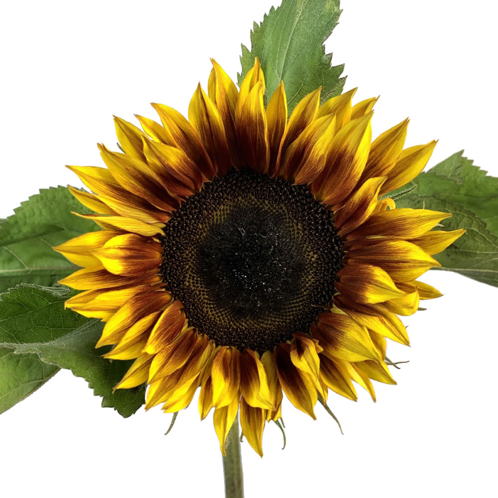 Sunflower - Mahogany