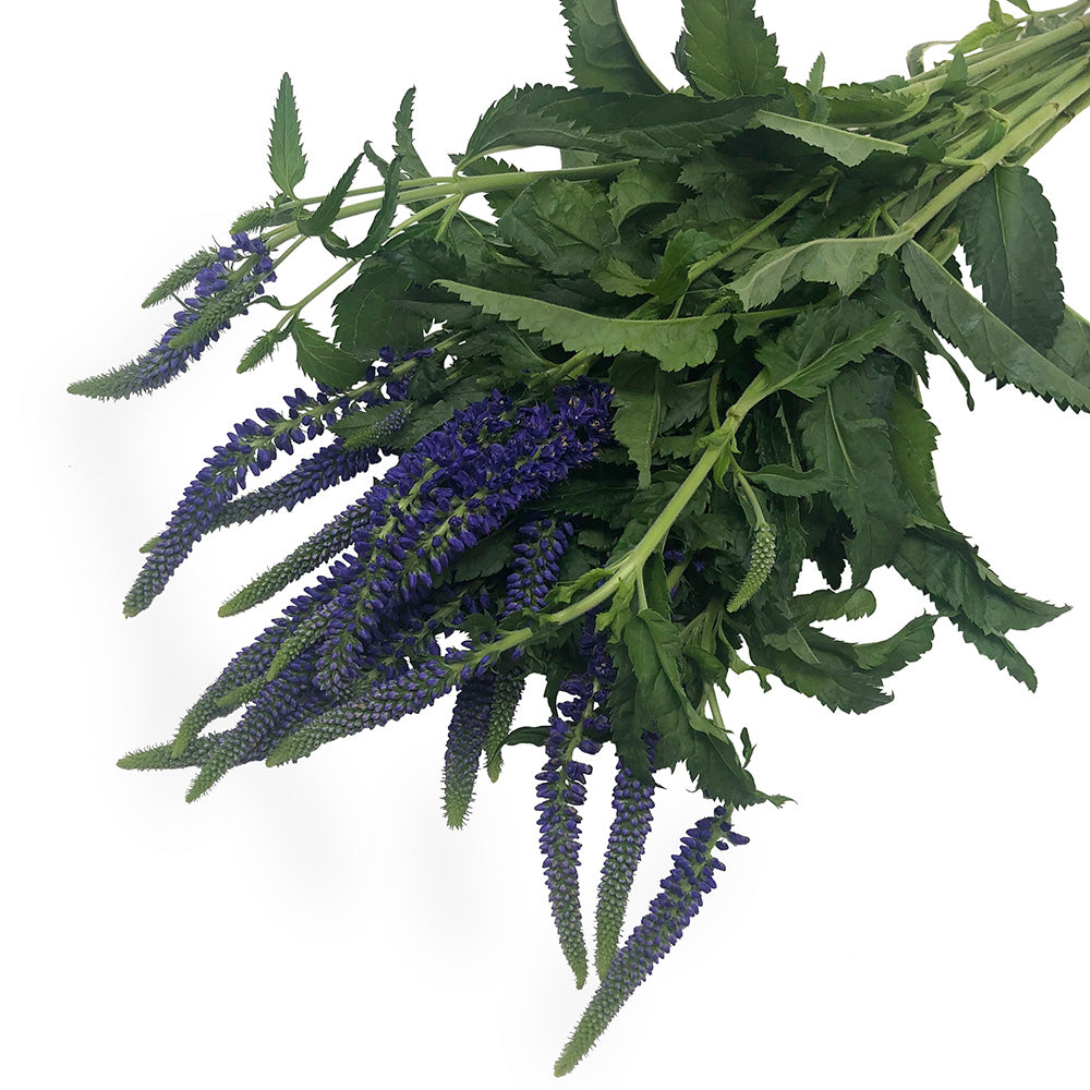 Veronica - Purple