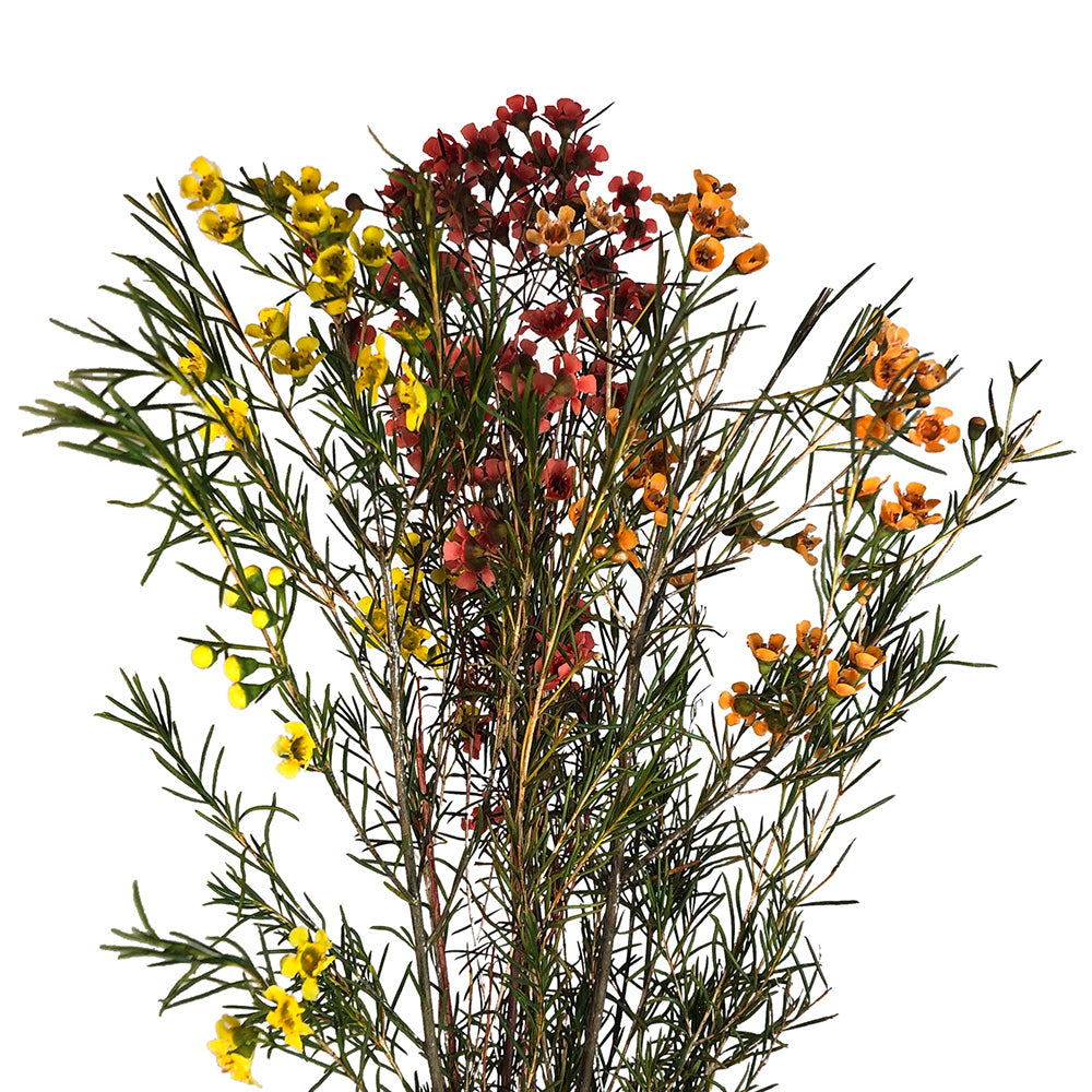 Waxflower - Enhanced