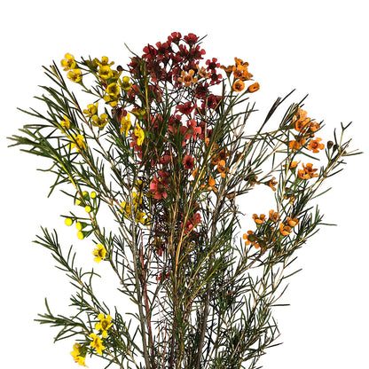 Waxflower