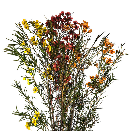Waxflower