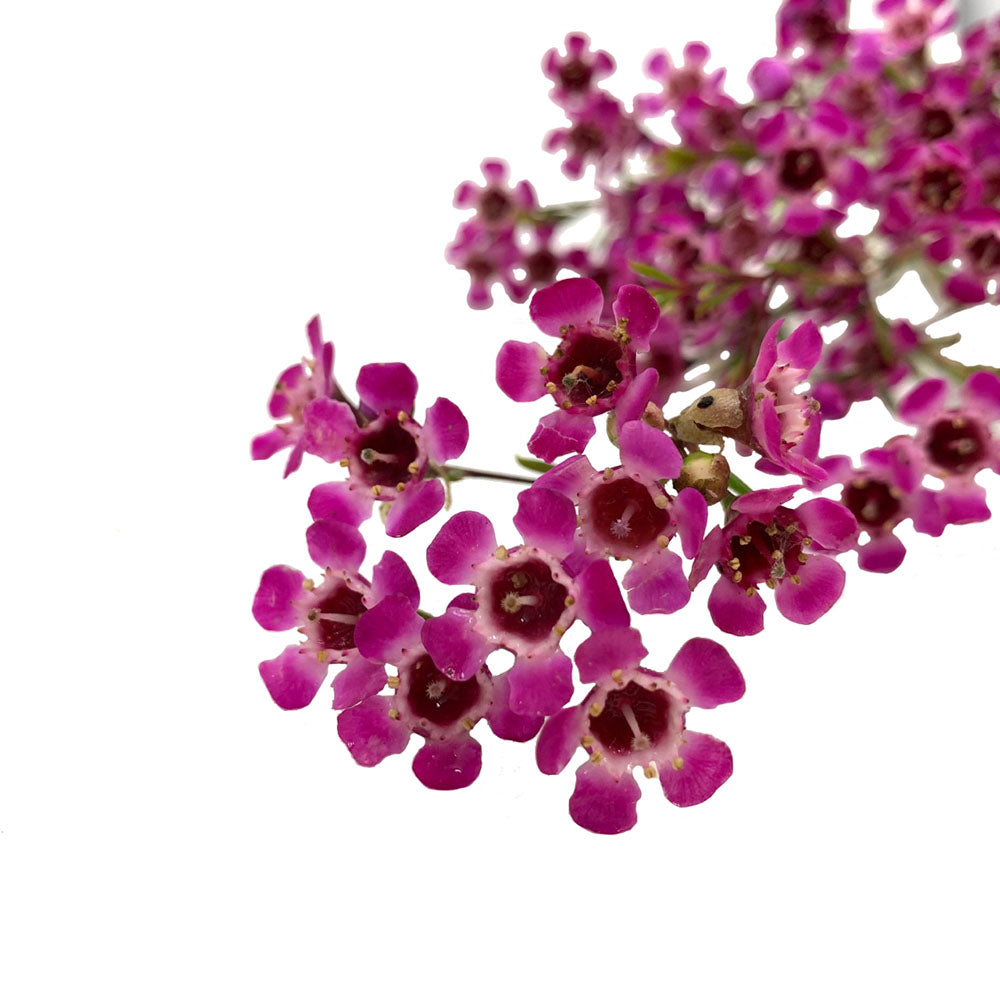 Waxflower - Purple