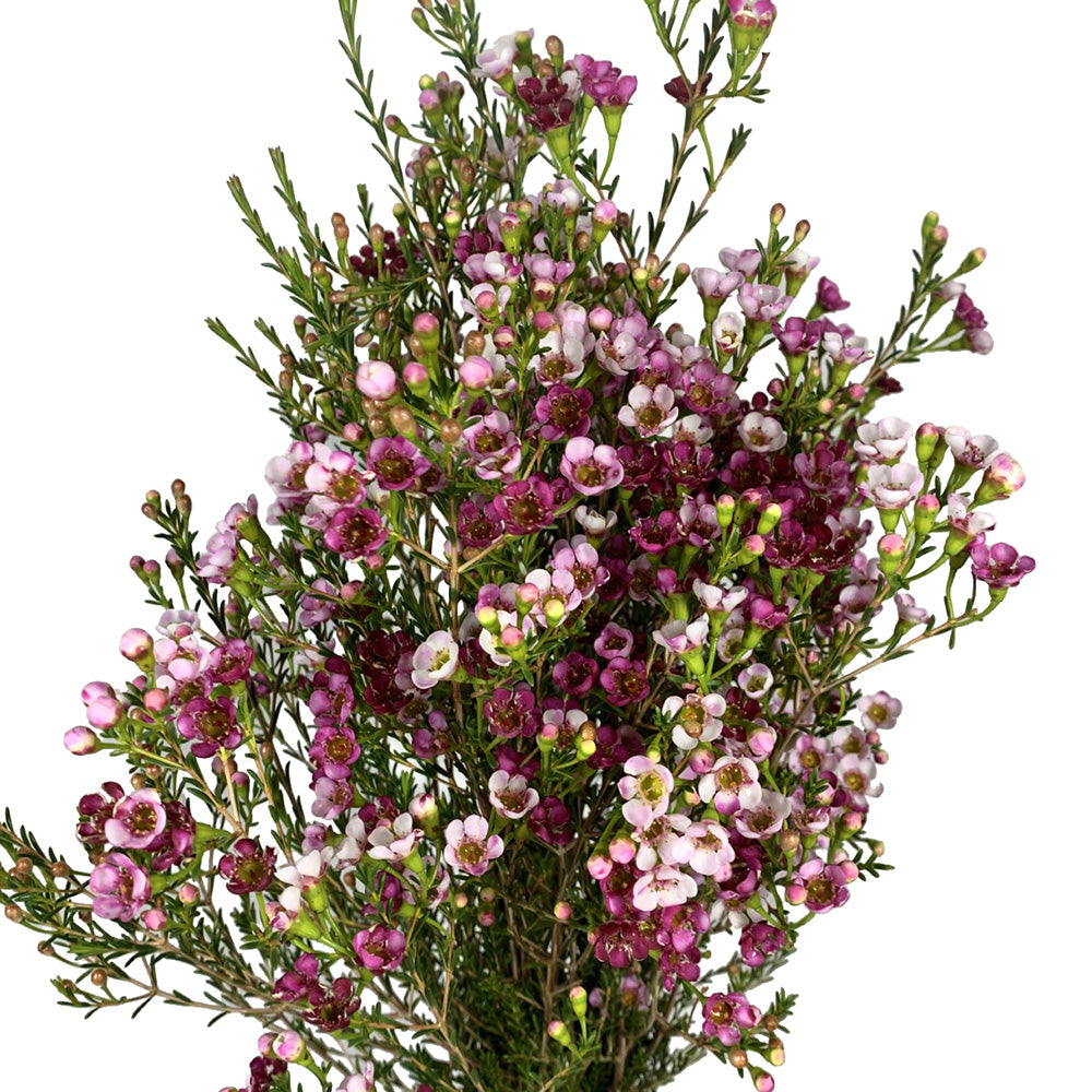 Waxflower - Trifecta