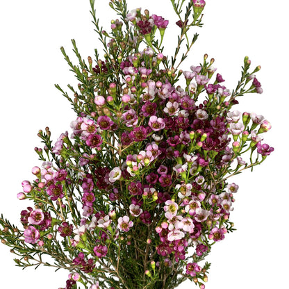 Waxflower - Trifecta