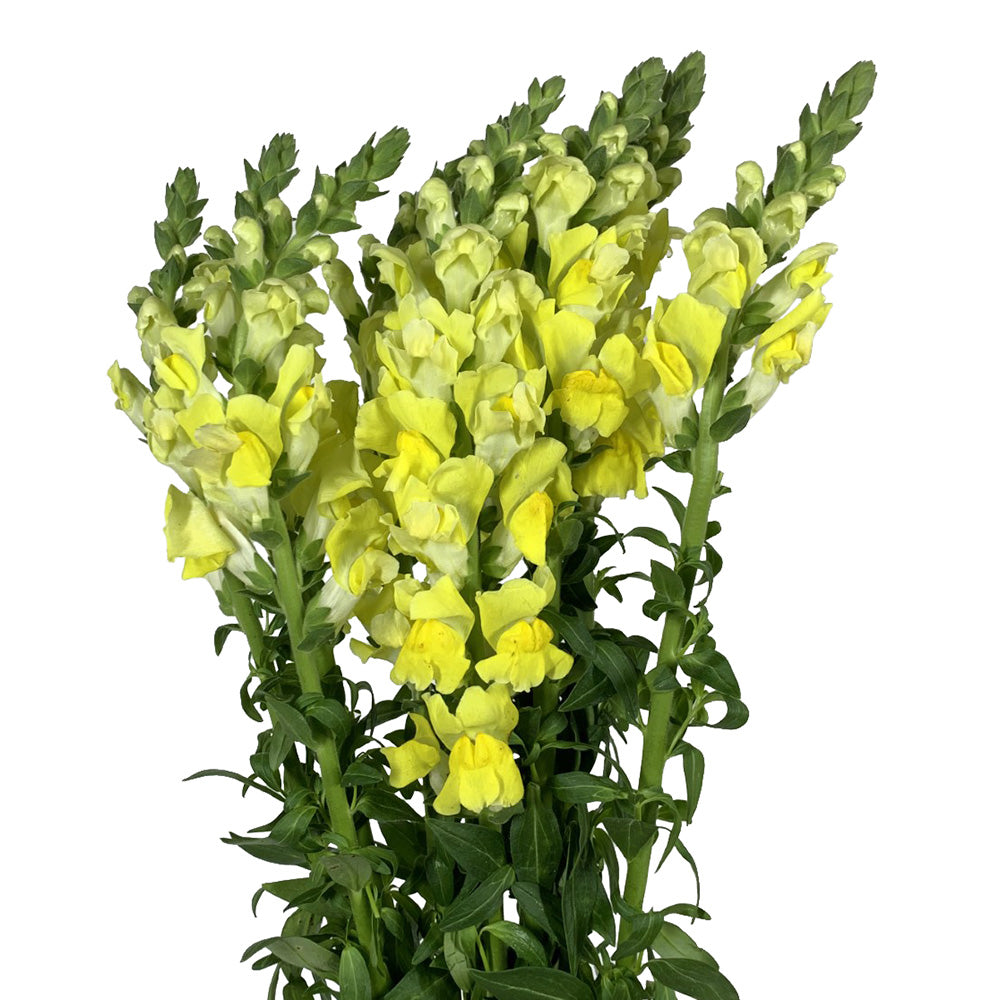 Snapdragon