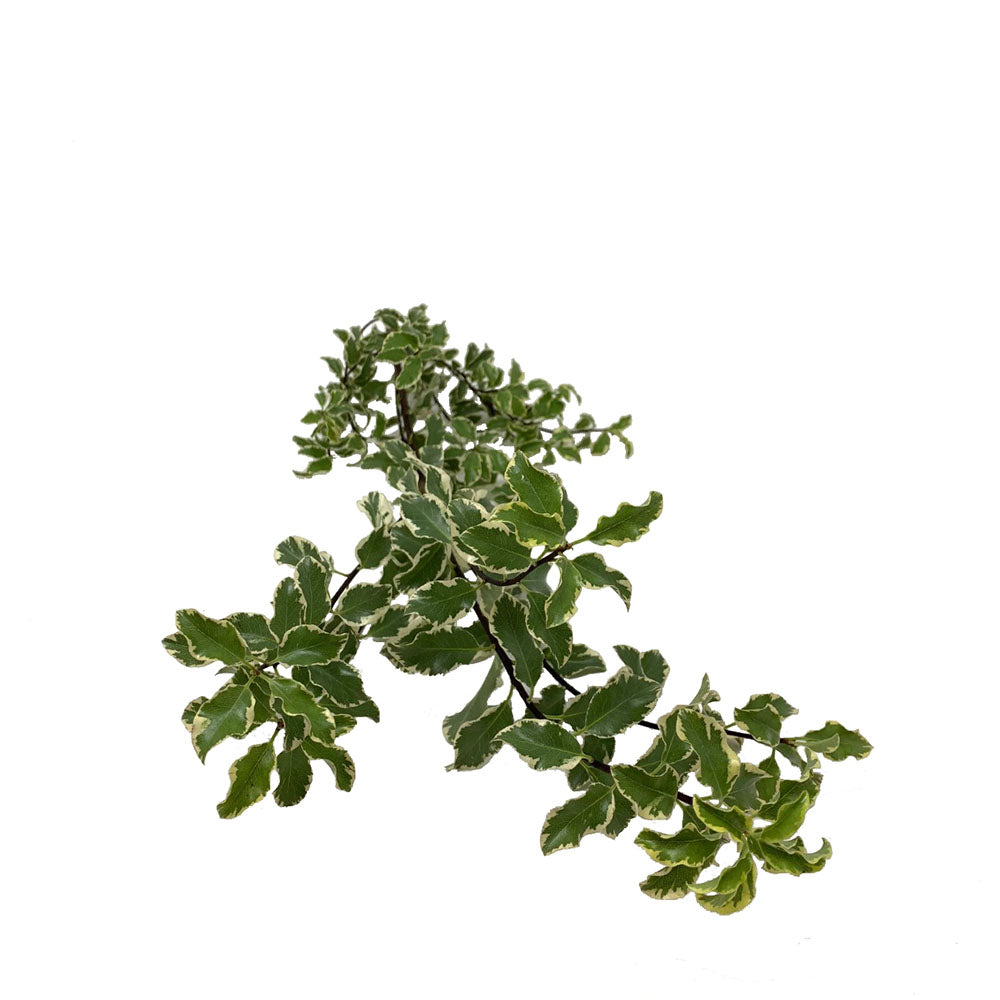 Pittosporum