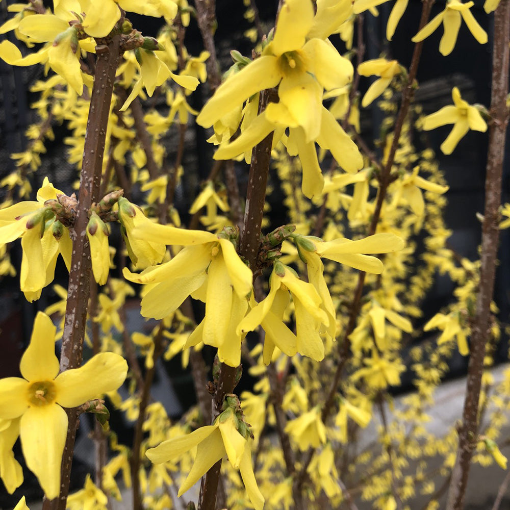 Forsythia