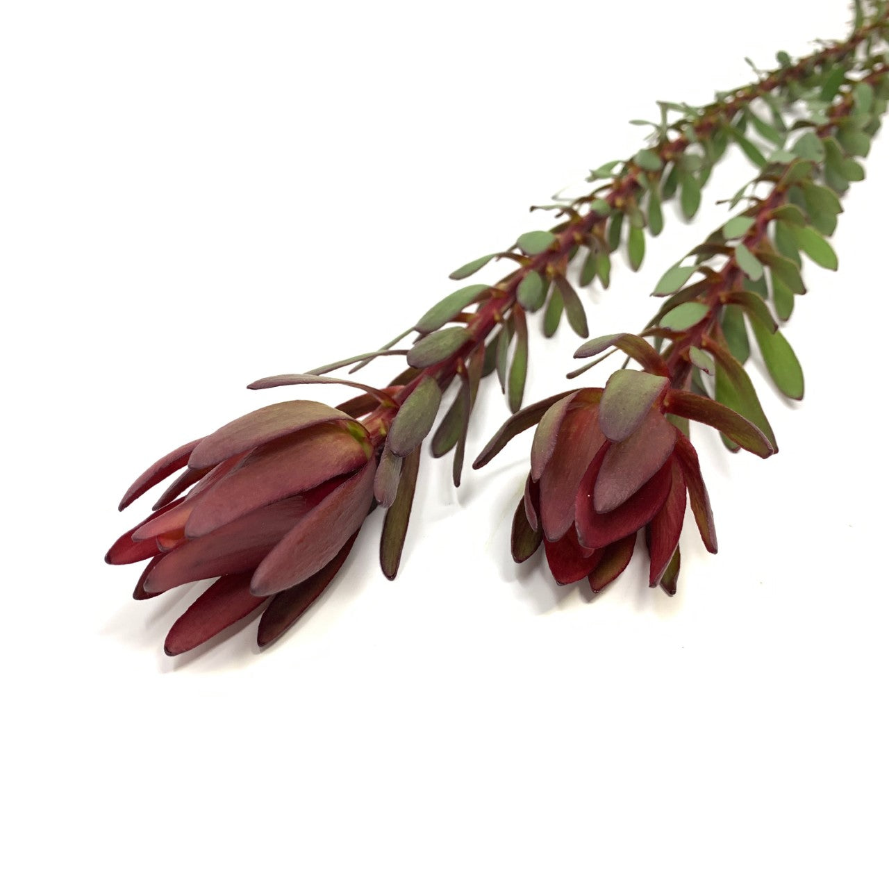 Leucadendron