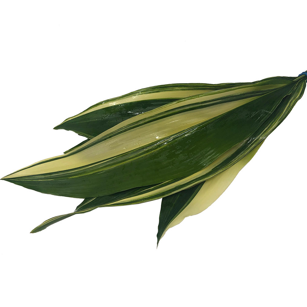 Aspidistra