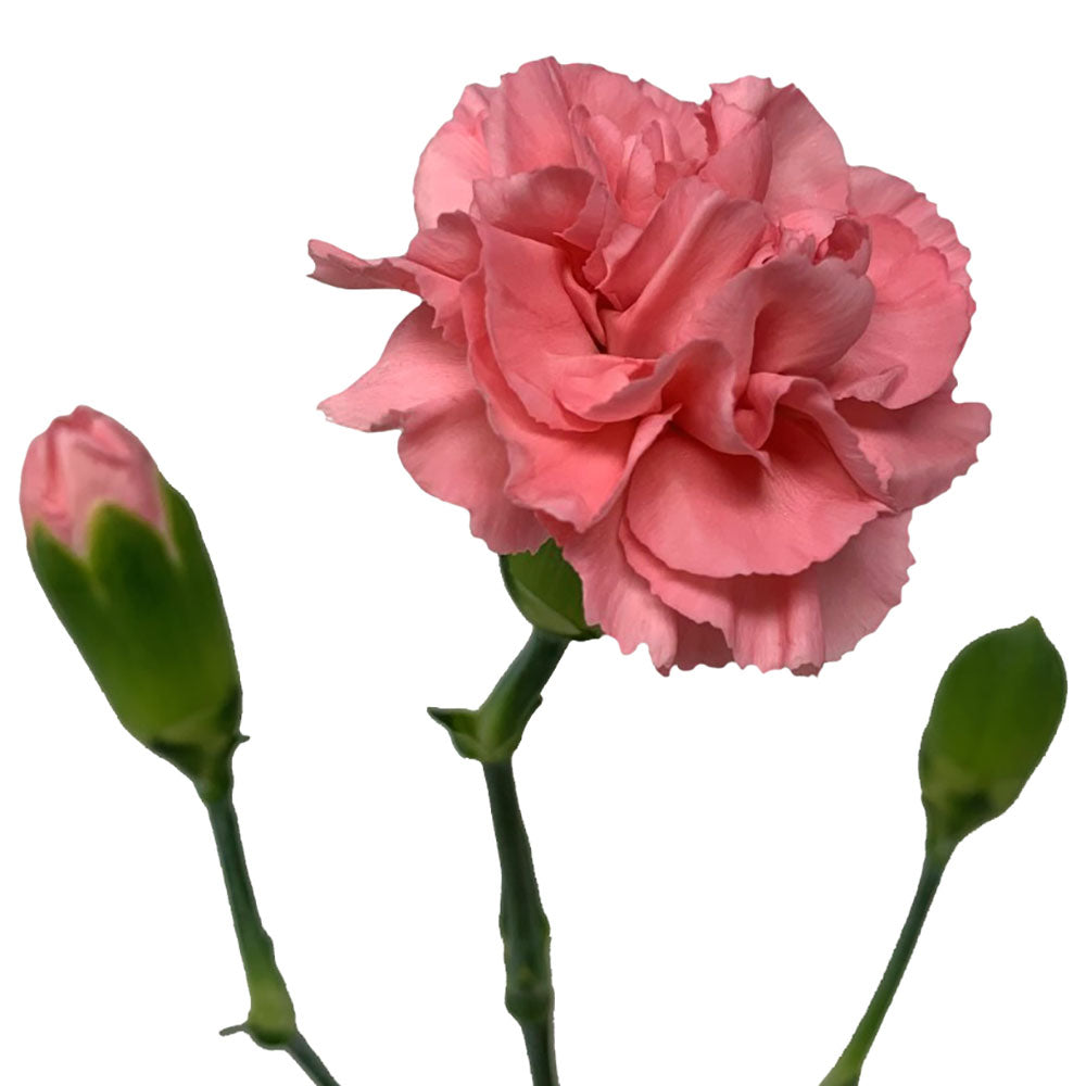 Mini Carnation