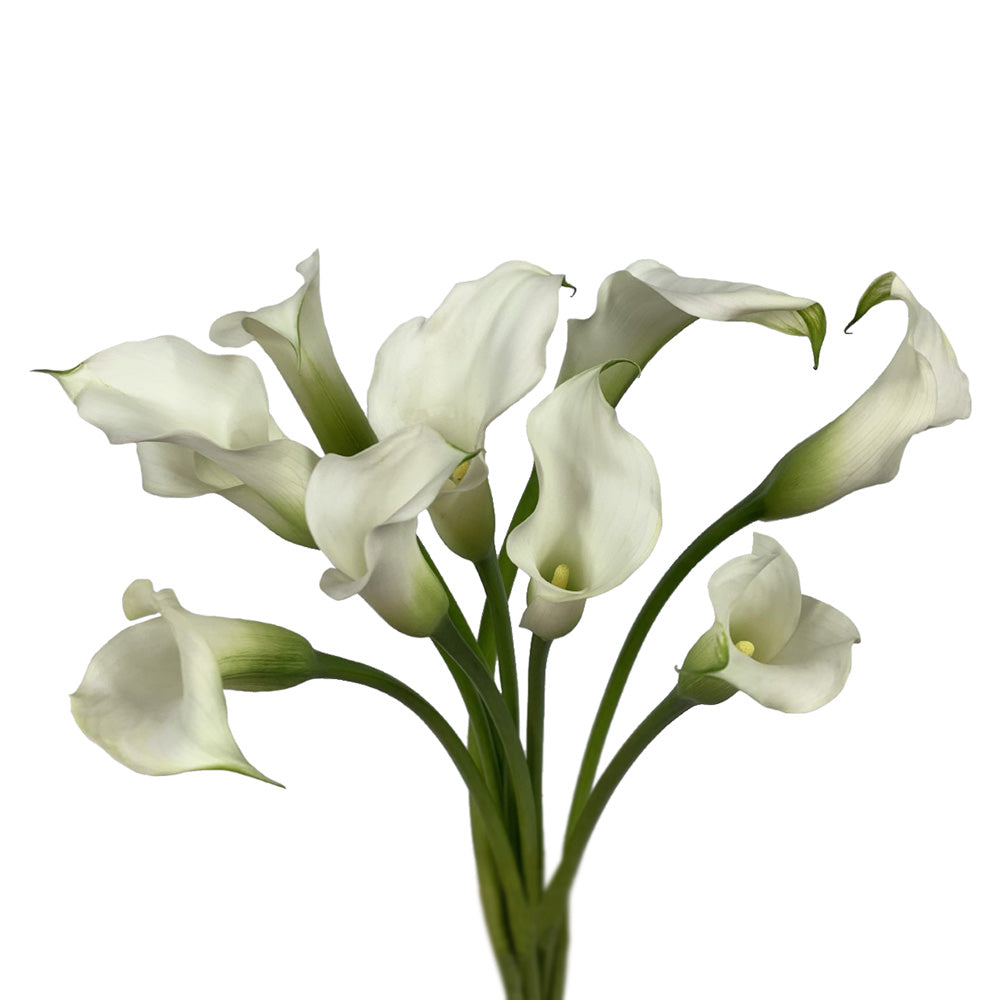 Mini Calla