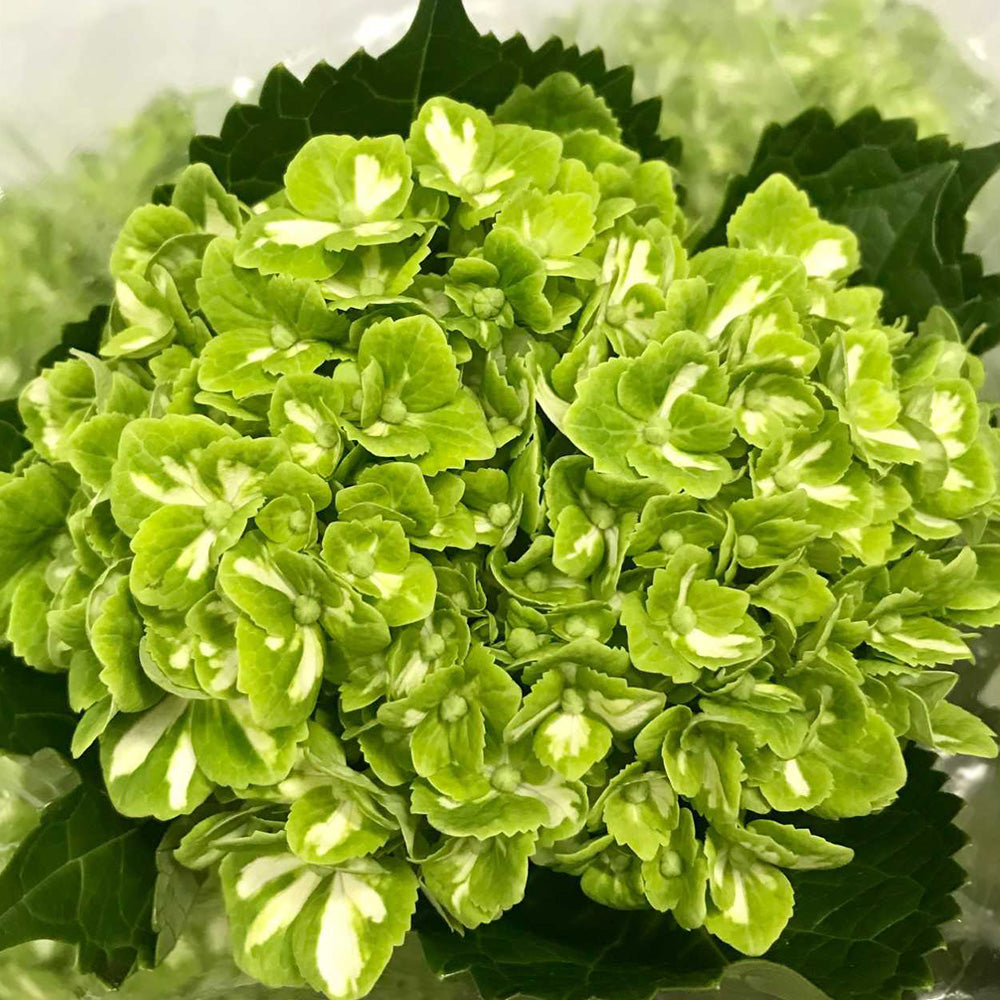 Hydrangea