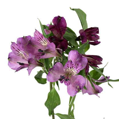 Alstroemeria