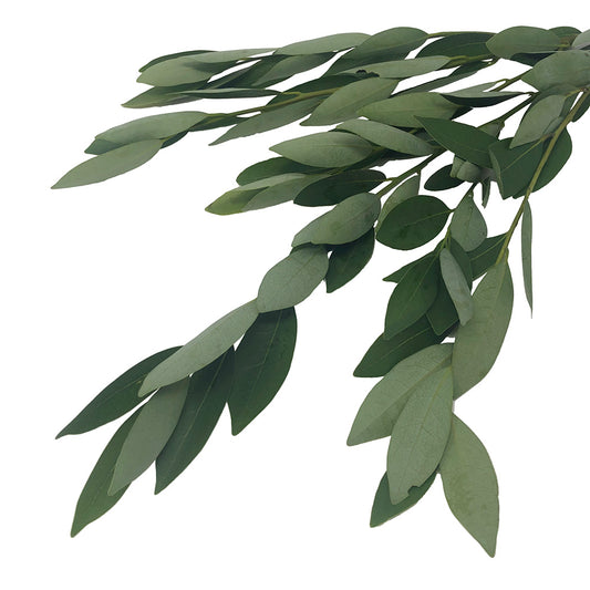 Bay Leaves