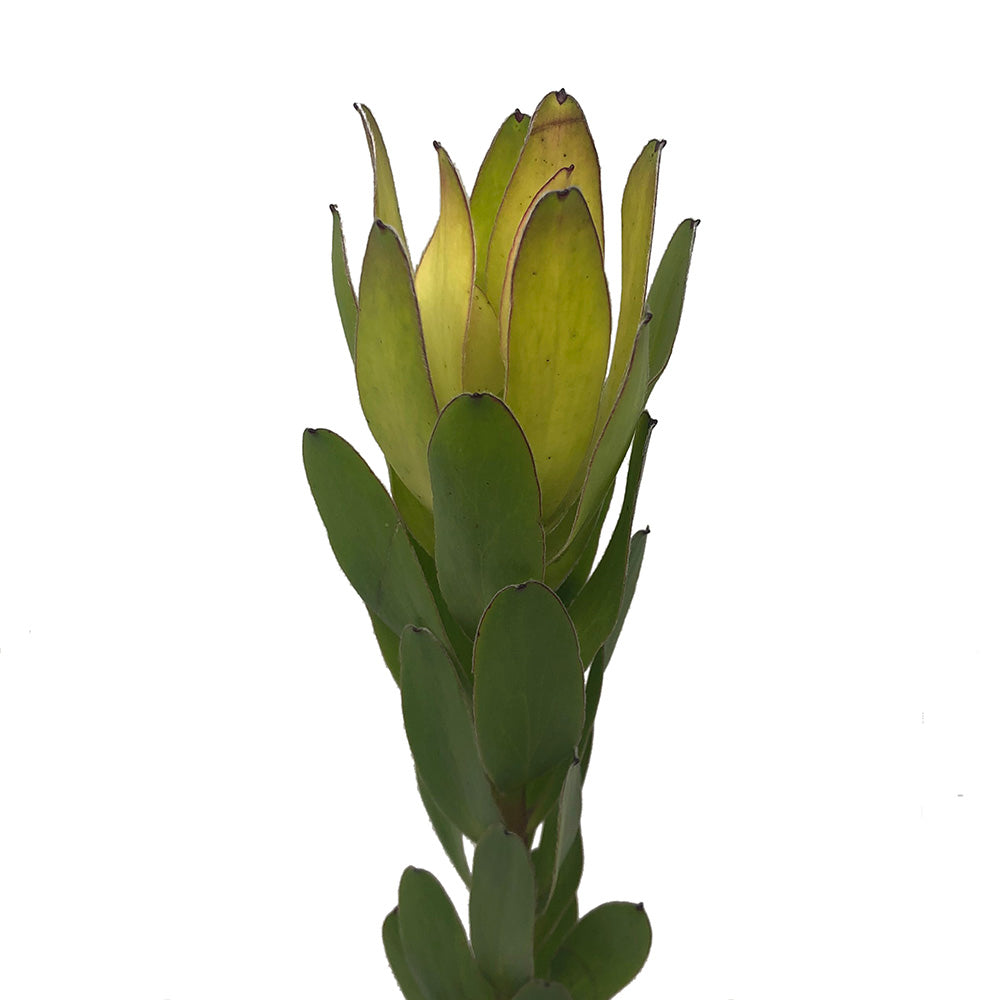 Leucadendron