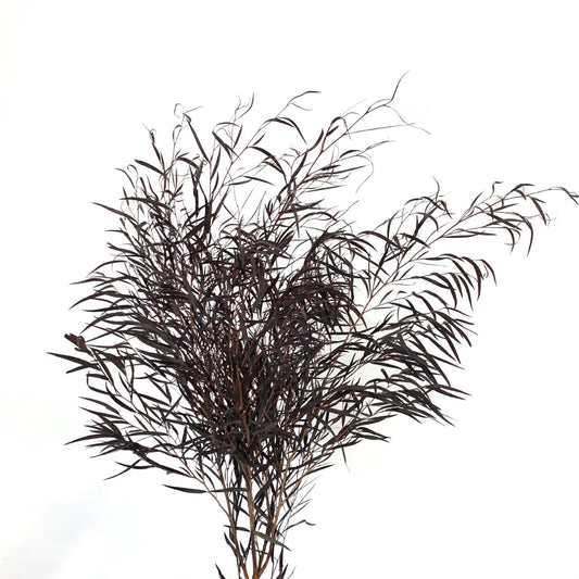 Agonis Foliage