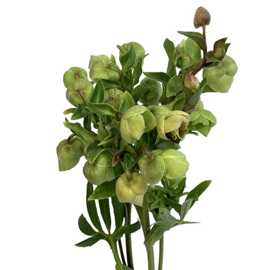 Helleborus