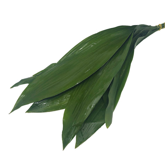 Aspidistra