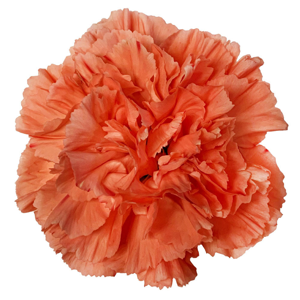 Carnation