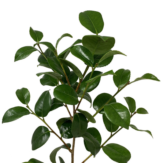 Camelia Foliage