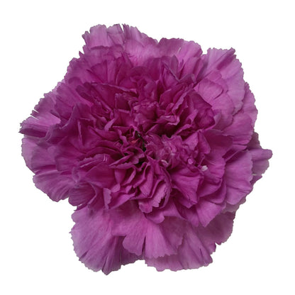 Carnation