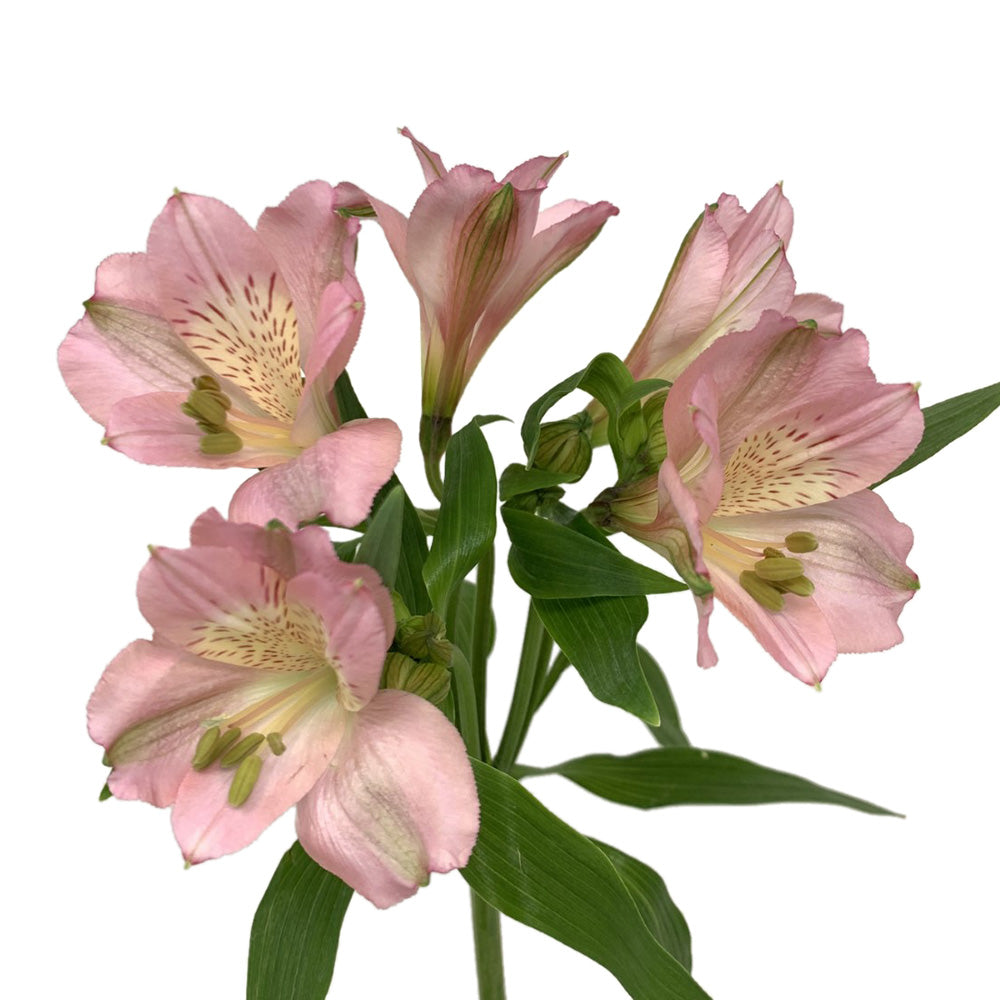 Alstroemeria