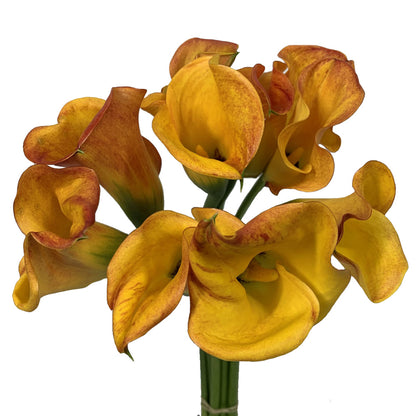 Mini Calla