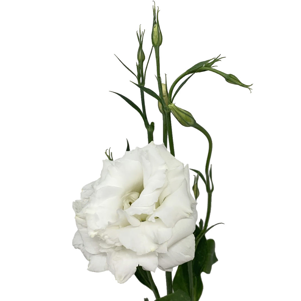 Lisianthus