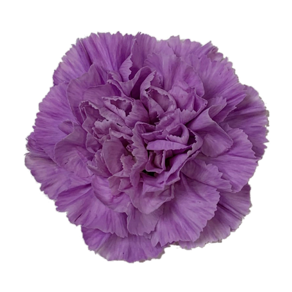 Carnation