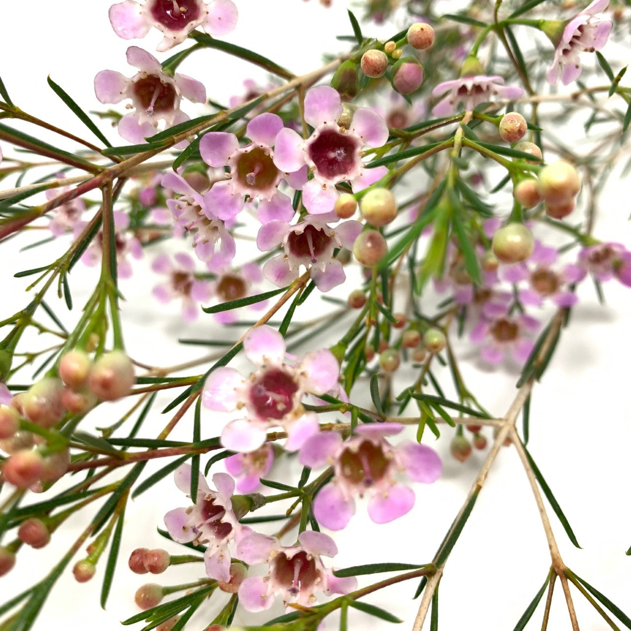 Waxflower